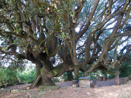 Catalogazione degli alberi monumentali nel mondo