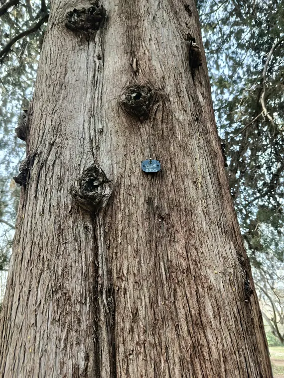 Targhetta identificativa albero ad alto fusto presso Villa Adriana a Tivoli Roma.