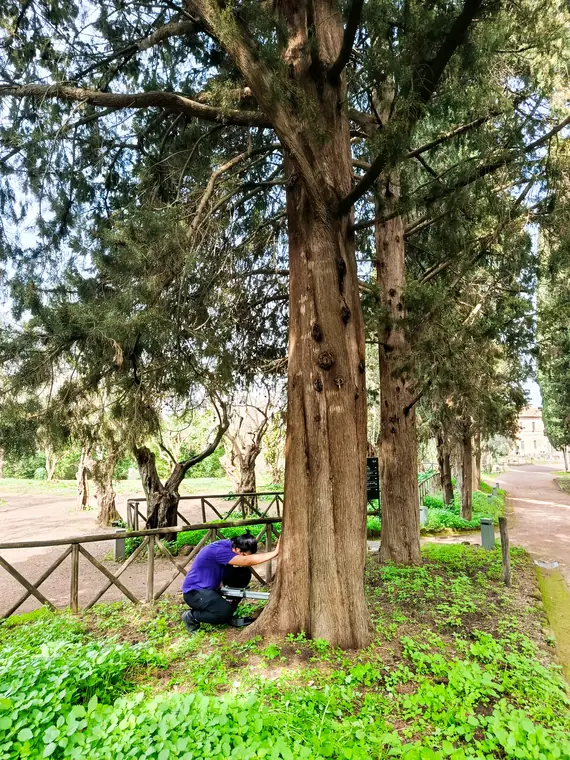 Censimento albero ad alto fusto presso Villa Adriana a Tivoli.