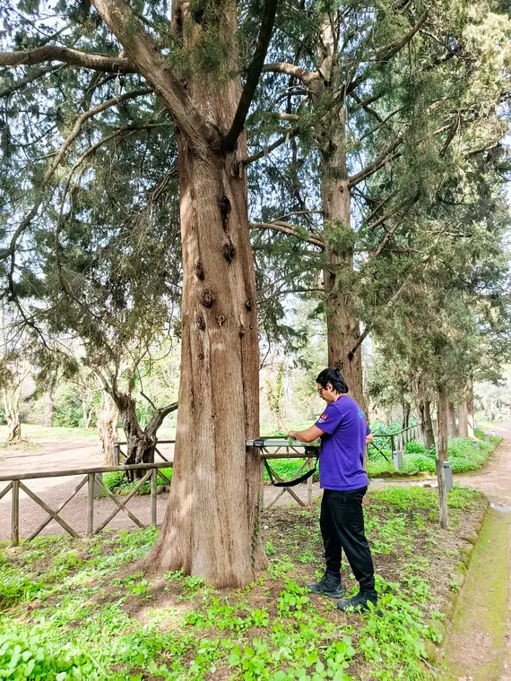 Verifica albero ad alto fusto presso Villa Adriana a Tivoli.