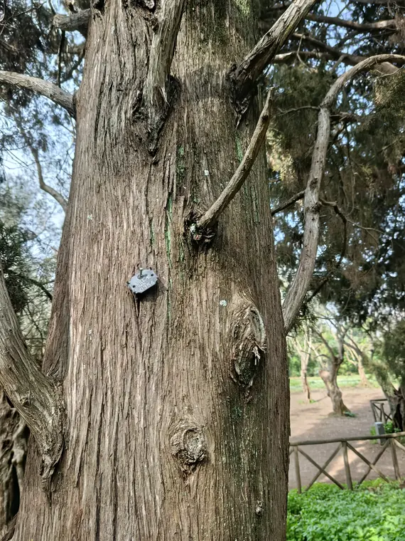 Targhetta identificativa albero ad alto fusto presso Villa Adriana.