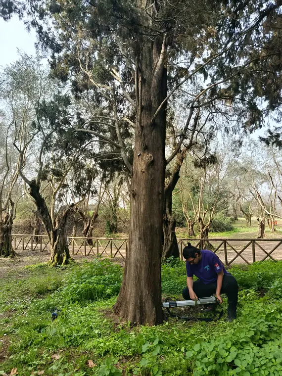 Indagine resistografica di un albero ad alto fusto presso Villa Adriana.