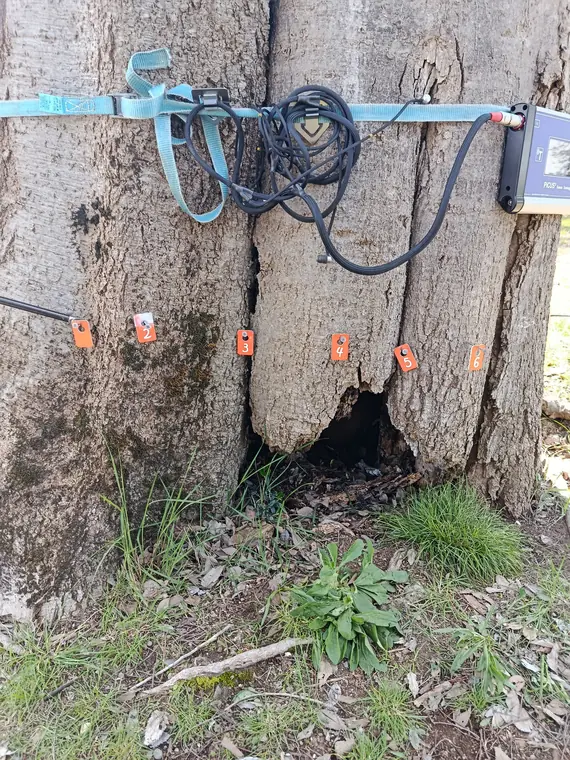 Indagine tomografica su albero a Villa Adriana.