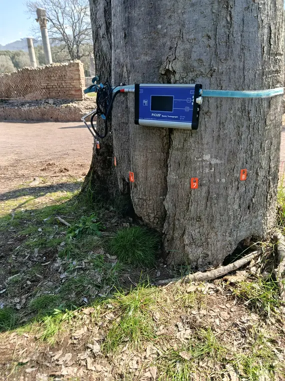 Tomografo applicato ad un albero ad alto fusto a Villa Adriana.