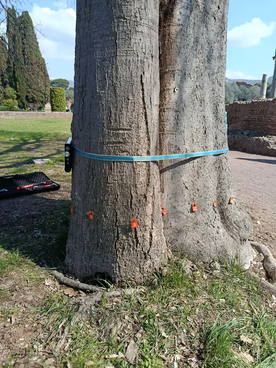 Tomografo e sensori applicati all'albero