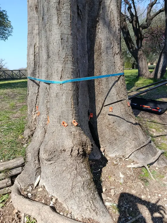 I sensori del tomografo visibili dall'altra parte del tronco.