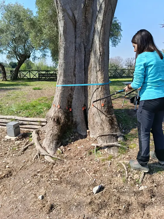 Operatore che rileva i segnali provenienti dal tronco dell'albero.