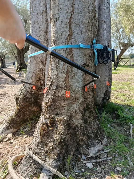 Operatore regge i sensori di rilevamento della tomografia sull'albero a Villa Adriana.