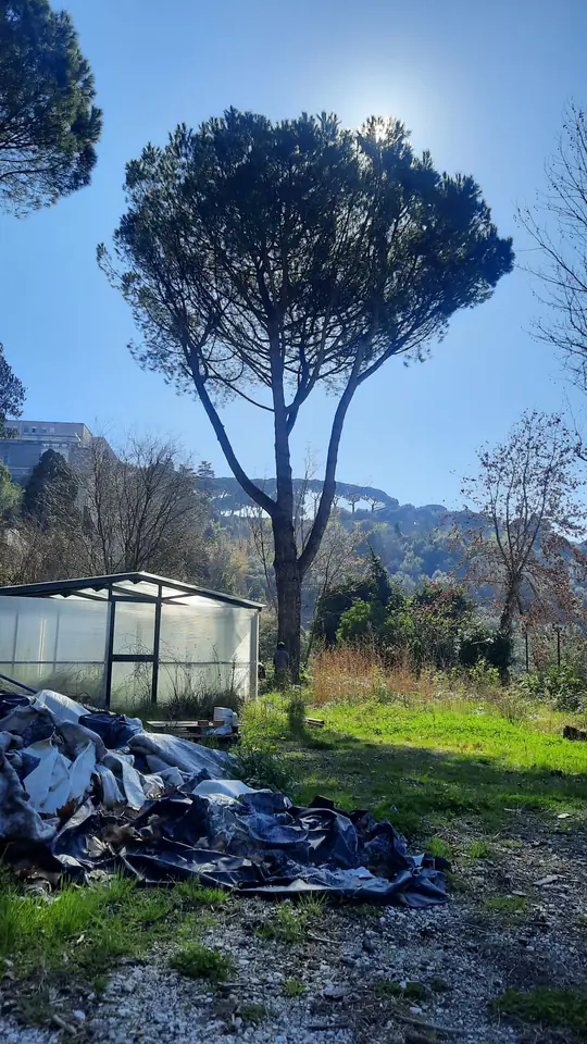 Albero da sottoporre alla prova di trazione