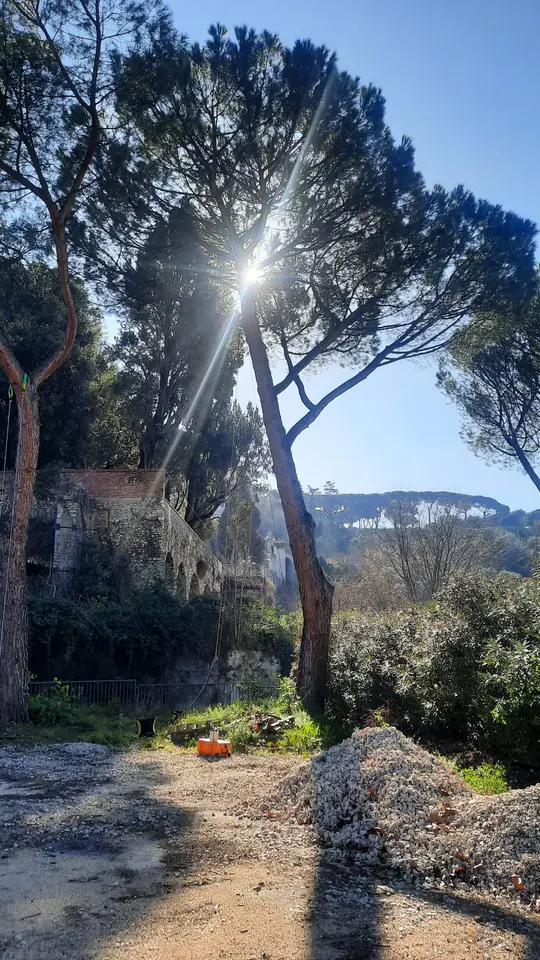 Verifica dei dati della prova di trazione del pino marittimo presso l'area archeologica di Tivoli.