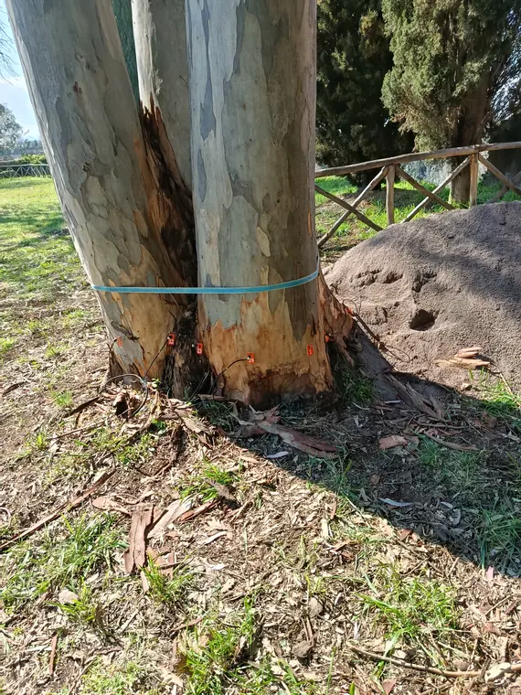Analisi tomografica dell'albero in corso.