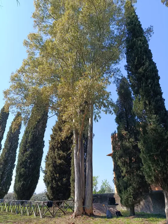 Albero ad alto fusto con tomografo applicato: vista intera.