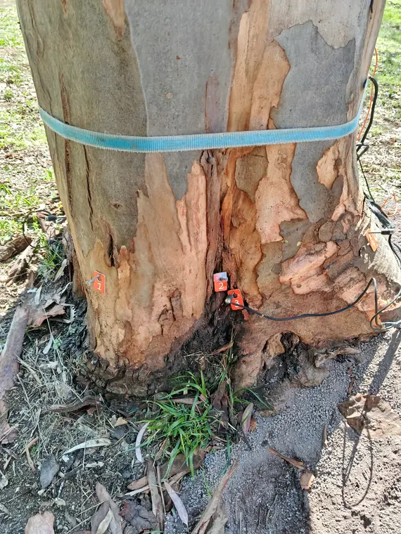 Allestimento dei sensori per la tomografia sull'albero.