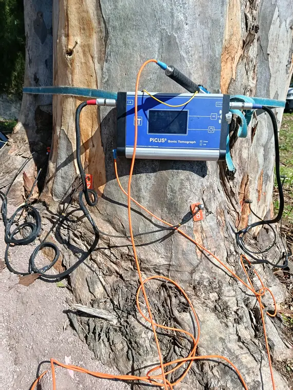 Il display del tomografo per alberi.