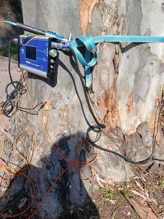 Display e sonda del tomografo per alberi.