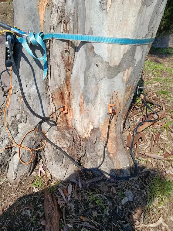 Tomografo coi sensori applicati all'albero