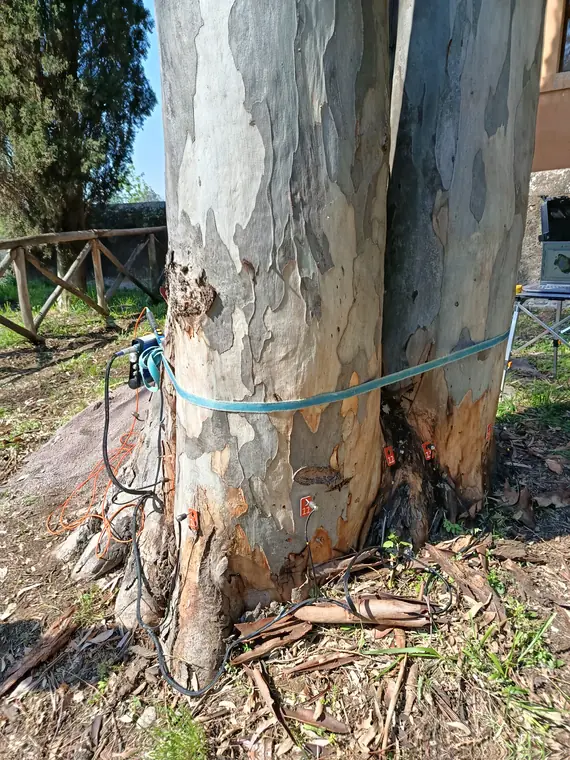 Sensori del tomografo applicati su tutta la circonferenza dell'albero.